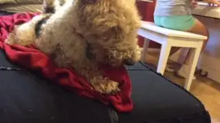 Lola's adventures