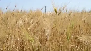 ФУТАЖ Пшеничное поле