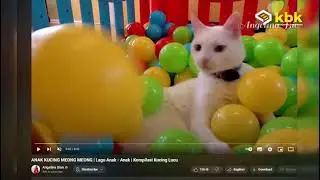Asiknya Menonton Kucing 😍😍