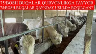 75/BOSH BUQALAR QANDAY USULDA BOQILMOQDA BUQALAR QURVONLIKGA TAYYOR BO’LDI🐂