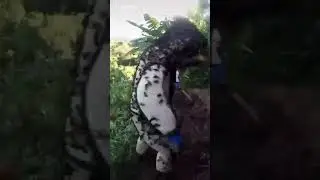 Вот так разворошил гнёздышко с шершнями!