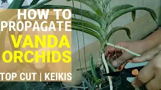 EASY VANDA ORCHIDS PROPAGATION TECHINQUE! | TOP CUT PROPAGATION | KEIKI PROPAGATION