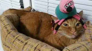 Слабо Характерный Кот)