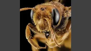 Las Abejas
