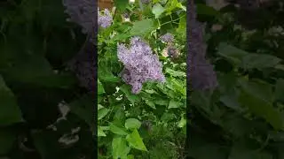 VID 20200604 100727