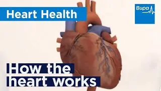How the heart works | Bupa Health