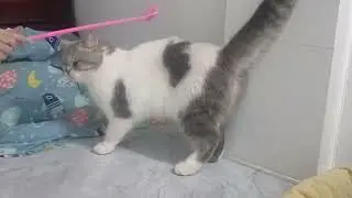 You Laugh You Lose🤴Funniest Dogs and Cats 2025👼