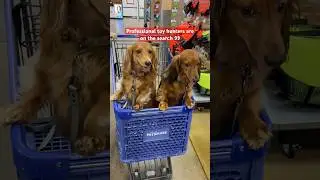 Somehow my dogs know exactly which aisle is the toy aisle. 😂 #anythingforpets #petsmart #dog