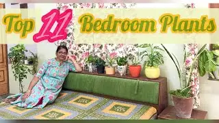 Bedroom Plants Ideas for oxygen at night and their care in low light