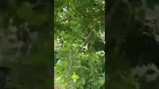 Мусибат келганида бу ишни қилганларга… Абдуллоҳ домла 