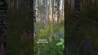 Доброе утро! Прекрасного дня!
