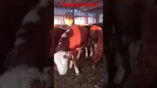 Продажа Бычков.Герефорд и Казахская Белоголовая.Экспорт.