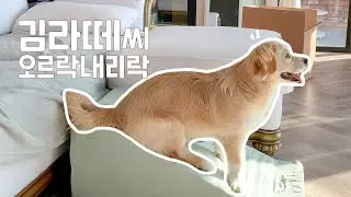 김라떼씨 오르락내리락 🎶논슬립 계단 사용기