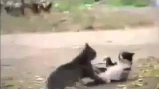 кот каратист видео