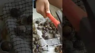 siki pala (biji buah pala)