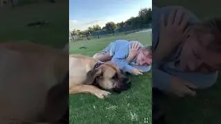 Big Playful Boerboel #shortvideo #trendingshorts #viralshorts #boerboel
