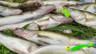 ОСЕННИЙ ЖОР СУДАКА НАЧАЛСЯ! Речушка ПОЛНАЯ РЫБЫ, КЛЮЕТ НА КАЖДОМ ЗАБРОСЕ! Рыбалка 2024