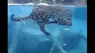 There's a leopard in my pool!