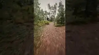 #djiavata in the woods