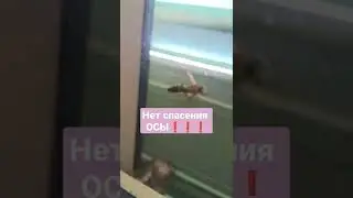 Италия🧨ОСИНОЕ ГНЕЗД🧨