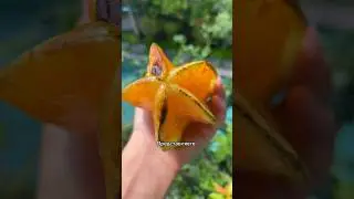 Тропический фрукт карамбола 