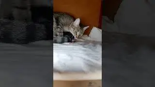 قطة تلد ثلاثة قطط 🥰😍😍