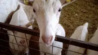 #myyearonyoutube animals | disponibile capretti maschi e femmene per info clicca sul link