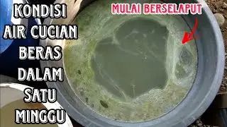 BONGKAR HASIL AIR CUCIAN BERAS YANG DIDIAMKAN DIDALAM EMBER SELAMA SATU MINGGU || ADA JAKABANYA