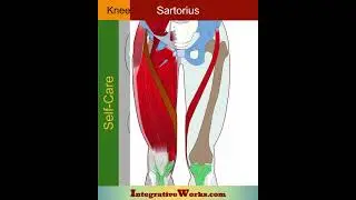 Grabbing Knee Pain