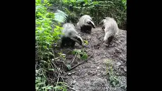 БАРСУЧАТА РАЗВЛЕКАЮТСЯ