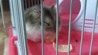 Наш хомячек кушает капустку
