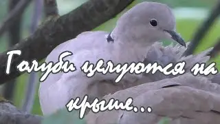Песни о любви нашей молодости  - Голуби целуются на крыше...