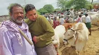 దేవరకద్ర మార్కెట్లో నల్లమల తూర్పు జాతి ఎద్దుల రేటు | Turpu Bulls prices in Devarakadra market