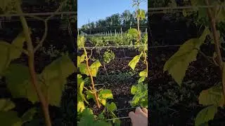 Виноградники в Анапе🍷