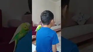 Fındık talha'yi çok seviyorr. #muhabbetkusu #papaganlar #birds #muhabbetkuşuseverler