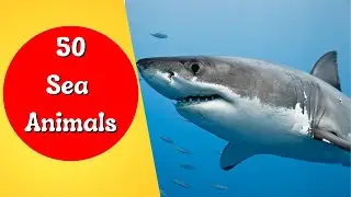 Top 50 Sea Animals | Learn Sea Animals for Kids, Preschoolers and Kindergarten