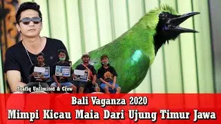 Bali Vaganza 2020 - Rinjani !! Cucak Hijau Full Buka Ekor Asli Alas Purwo