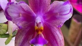 #6 Шестая серия ✊ В ожидании сюрпризных цветений 🌸 С кем то намереваюсь попрощаться 🌼