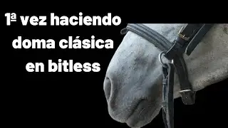 Espuma en la boca del caballo por la embocadura es malo? Demostrando las cosas