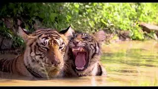 Wildlife Photography with CANON EOS R5