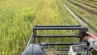 Half rice harvest in Cambodia