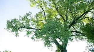 Populus deltoides -  Northern Cottonwood