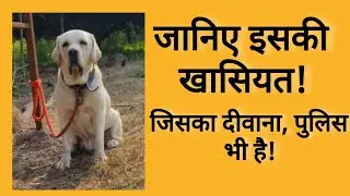 Labrador कुत्ता लाने के पहले ये जानकारी ले लो!