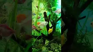 Мои рыбки