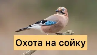 Охота на сойку