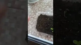 как проросли семена роз за 7 дней 8 нояей