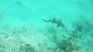 Shark swimming at trunk bay St john Virgin Islands