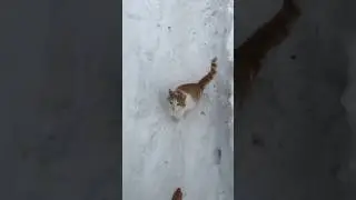 Рыжий одобряет 😃👍