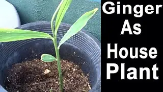 How To Grow GINGER Indoors as Houseplant TIPS Sprouted from Store Bought-Container Gardening Harvest