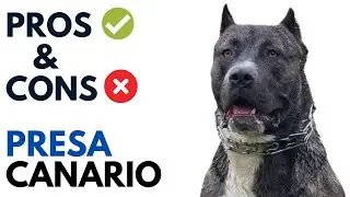 Presa Canario Pros and Cons | Dogo Canario Advantages and Disadvantages